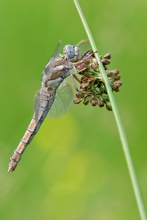 Orthetrum brunneum