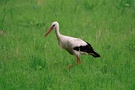 Der Altlandsberger Storch