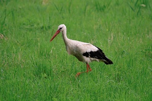 Der Altlandsberger Storch