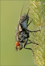 Graue Fleischfliege (Sarcophaga carnaria)