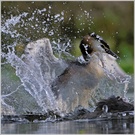 Haubentaucher beim Baden
