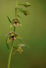 Epipactis ….