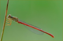 Ceriagrion tenellum