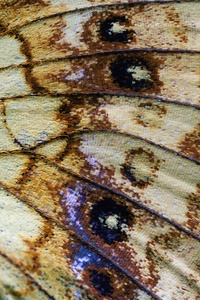 Brenthis ino - Flügeldetails
