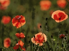 ~ Mohn V ~