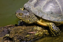 Europäische Sumpfschildkröte (Emys orbicularis)