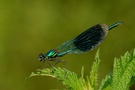 Gebänderte Prachtlibelle (Calopteryx splendens)