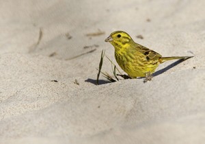 Goldammer (Emberiza citrinella)