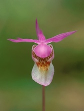 Norne (Calypso bulbosa)