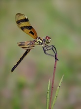 Celithemis eponina