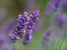 Lavendel