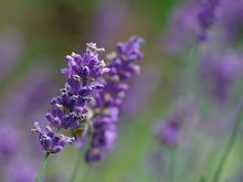 Lavendel