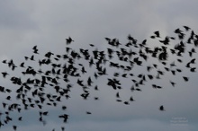 Starenschwarm in der Abenddämmerung