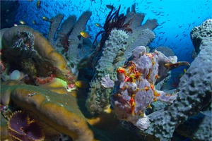 Frogfish