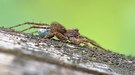 Spinne mit Eibeutel