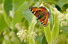 Der Tag, an dem die Linden blühten