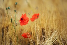 Mohn mit Tierchen