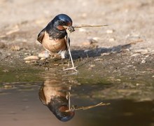 Nestbau bei den Rauchschwalben