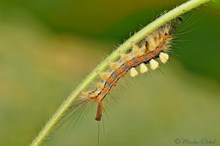 Schlehen-Bürstenspinner (Orgyia antiqua)