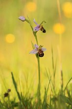 Bienenragwurz in der Wiese