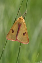 Rotrandbär (Diacrisia sannio)