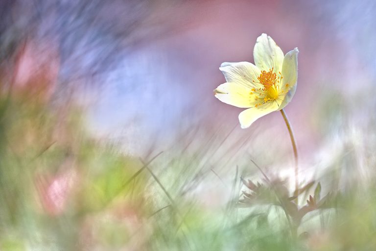 Pulsatilla Alpina ...,