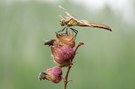 Sympetrum pedemontanum - Gebänderte Heidelibelle