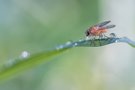 Kleine Fliege nach dem Regen