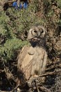 Verreaux's eagle-owl