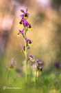 Ophrys tenthredinifera