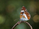 Kleiner Eisvogel