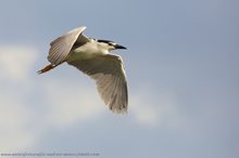 Nachtreiher-Flug (Night heron - Nycticorax nycticorax)