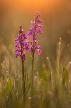 Anacamptis palustris