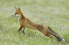 Fuchs