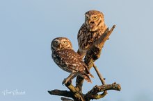 Steinkauzpaar im Abendlicht