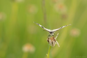 Schachbrettfalter in der Frontale