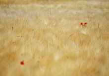 Vereinzelt Mohn