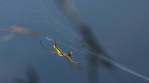 Streckerspinne beim Frühstück