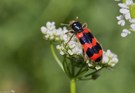 Gemeiner Bienenkäfer (Trichodes apiarius)