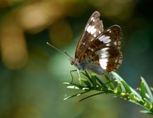 Kleiner Eisvogel auf Eibenzweig