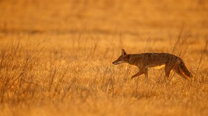 Präriewolf im Gegenlicht