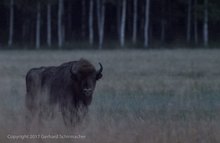 Wisent in der Morgendämmerung