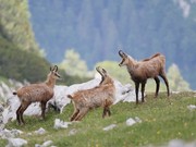 Trio