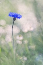 Kornblume