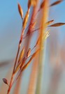 Gras im Morgenlicht