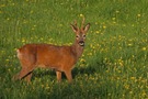 Nahrungskette wildlife  :-)