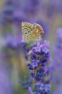 Himmelblauer Bläuling ...