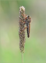 *Stenopogon sabaudus*