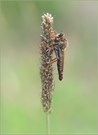 *Stenopogon sabaudus*