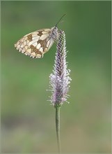 *Melanargia galathea*